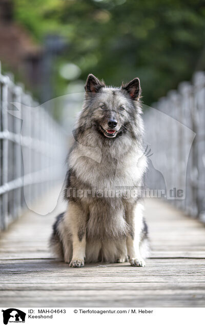 Wolfsspitz / Keeshond / MAH-04643