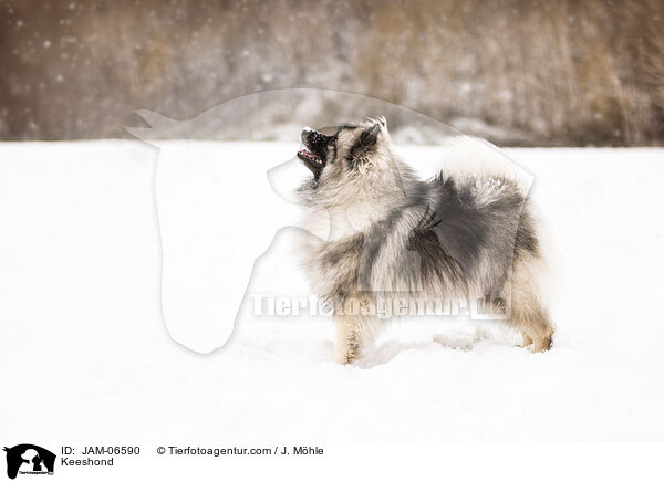 Keeshond / JAM-06590