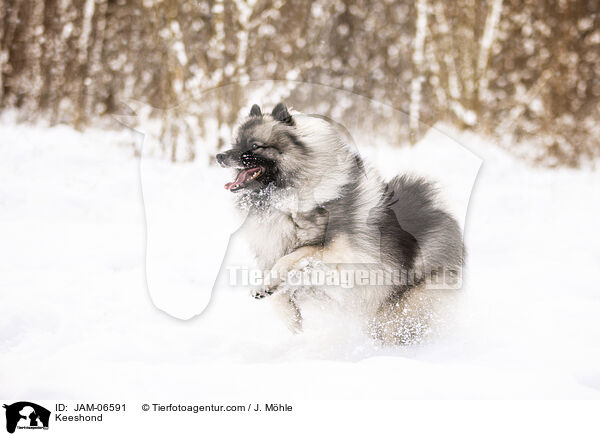 Keeshond / JAM-06591