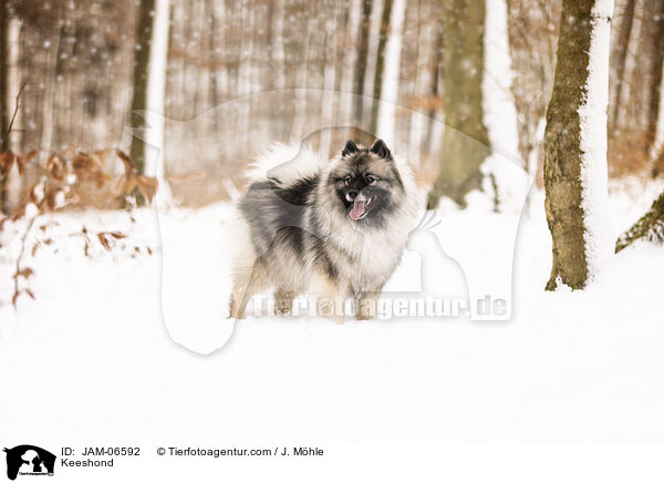Keeshond / JAM-06592