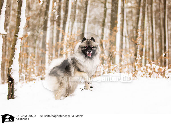 Keeshond / JAM-06595