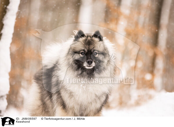 Keeshond / JAM-06597
