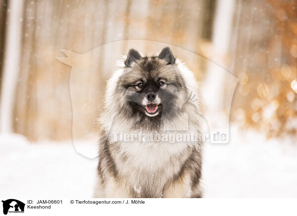 Keeshond / JAM-06601