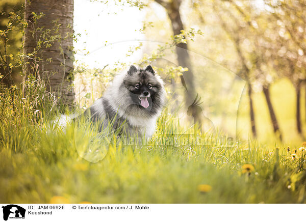 Wolfsspitz / Keeshond / JAM-06926
