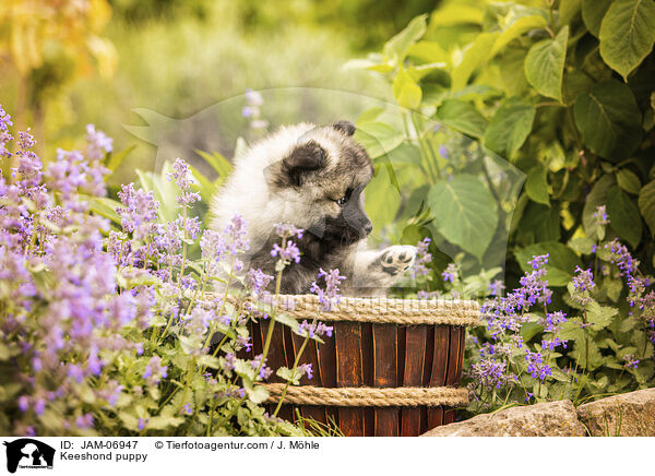 Wolfsspitz Welpe / Keeshond puppy / JAM-06947