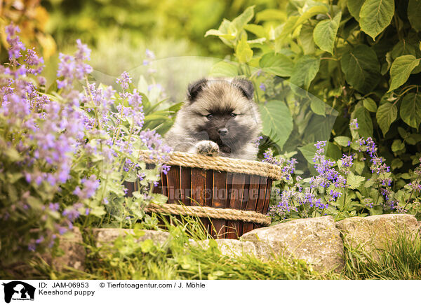 Wolfsspitz Welpe / Keeshond puppy / JAM-06953