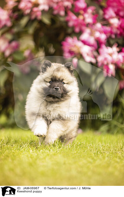 Wolfsspitz Welpe / Keeshond puppy / JAM-06967