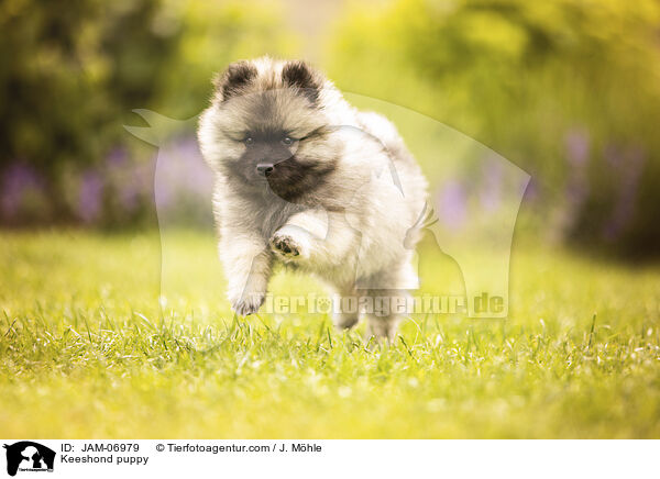 Wolfsspitz Welpe / Keeshond puppy / JAM-06979