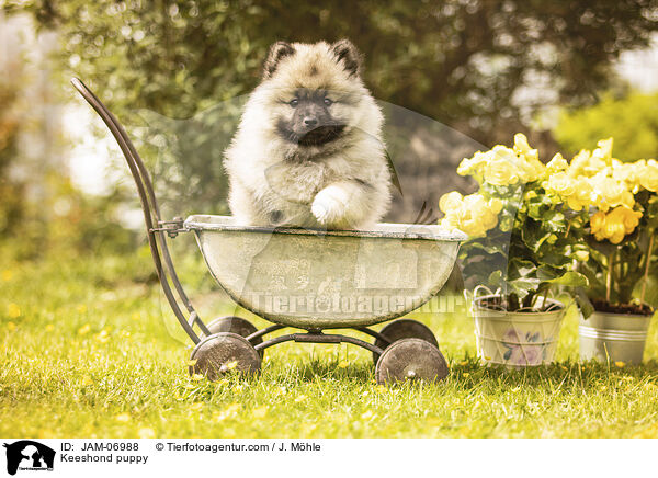 Wolfsspitz Welpe / Keeshond puppy / JAM-06988