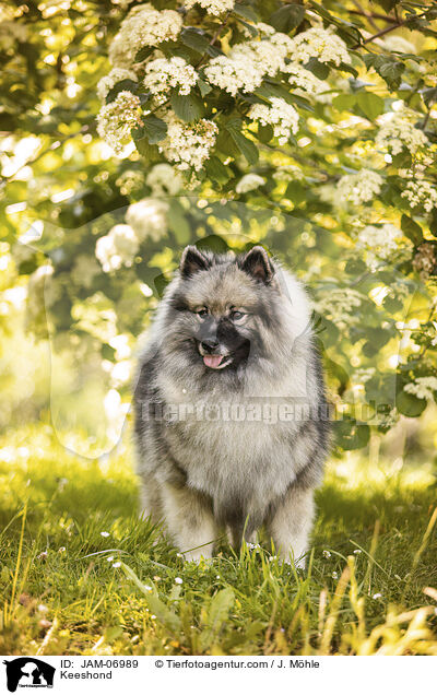Wolfsspitz / Keeshond / JAM-06989