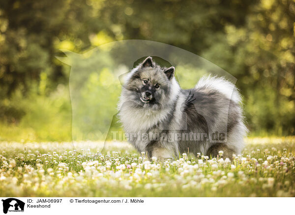 Wolfsspitz / Keeshond / JAM-06997