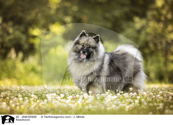 Wolfsspitz / Keeshond / JAM-06999