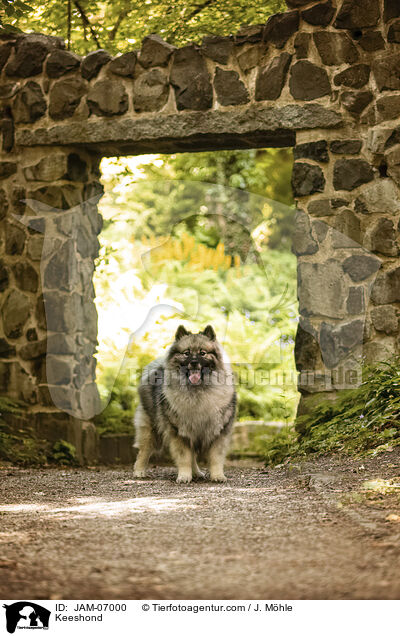 Wolfsspitz / Keeshond / JAM-07000