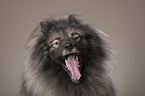 yawning Keeshond