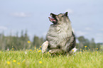 running Keeshond