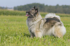 standing Keeshond