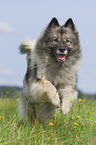 running Keeshond
