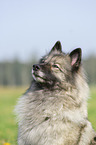 Keeshond Portrait