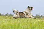 running Keeshond