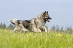 running Keeshond