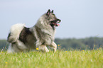 running Keeshond