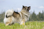 standing Keeshond