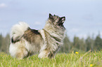 standing Keeshond