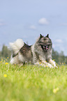 running Keeshond