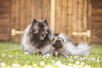 Keeshonds