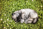 Keeshond Puppy