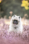 young Keeshond