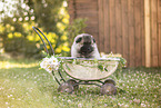 Keeshond Puppy