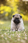 Keeshond Puppy