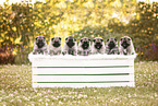 Keeshond Puppies