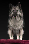 Keeshond