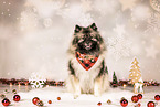 Keeshond in studio