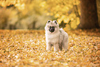 Keeshond Puppy