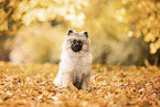 Keeshond Puppy