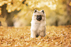 Keeshond Puppy