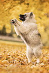 Keeshond Puppy