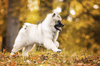 Keeshond Puppy