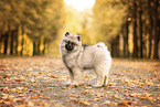 Keeshond Puppy