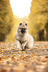 Keeshond Puppy