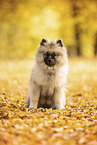 Keeshond Puppy