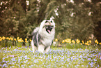 adult Keeshond