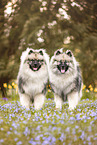 2 Keeshonds