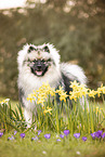 adult Keeshond