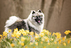 adult Keeshond