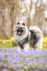 adult Keeshond