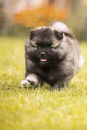 Keeshond Puppy